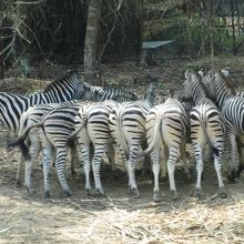 シマウマの団体のお尻がかわいい