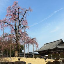 枝垂れ桜と金堂