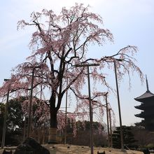 枝垂れ桜と五重塔