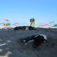 ホテル前のビーチ。露店のイヌが寝てる