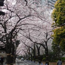 4月1日の桜並木
