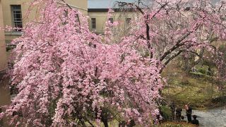 中庭のシザレザクラ