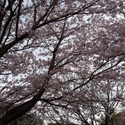 桜が満開