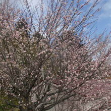 一足早く開花していた桜の様子