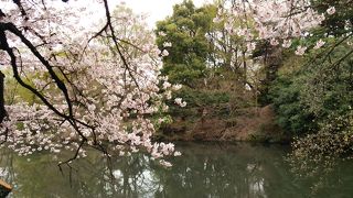 静かに桜の花見