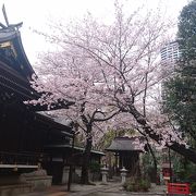 新宿中央公園内の神社も桜が満開でした