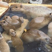 カピバラに会いに