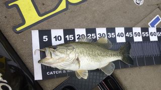 琵琶湖でブラックバス釣り！