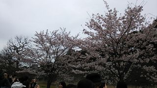 2016年春の乾通りの一般公開は2016年４月３日まで観覧可能です