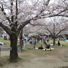 ぽかぽか広場の桜