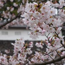 お堀の石垣バックの桜もここならでは