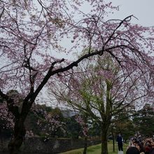 お堀沿いの桜