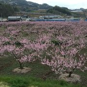 堤防からの一面の桃の花