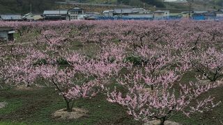 堤防からの一面の桃の花