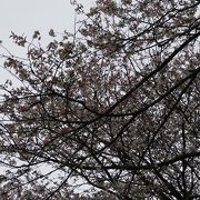 桜は公園かなり奥の方にあります。