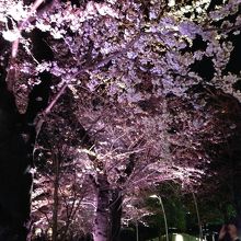 ピンク色にライトアップ