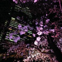 ミッドタウンと夜桜