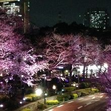 上から見る夜桜♪