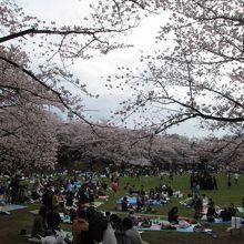 2016年4月3日のお花見風景です。