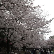 2016年4月3日のお花見風景です。
