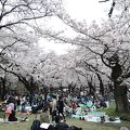 桜が満開でした！