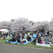 花見の様子