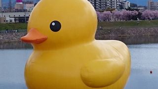ラバーダックさんきていました