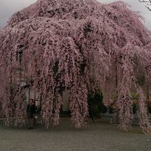 ぼんぼり桜、樹齢120年