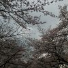 大阪随一！桜を愛でるためのホテル