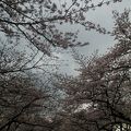 大阪随一！桜を愛でるためのホテル