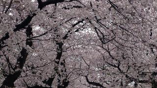 谷中霊園＠お花見