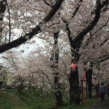 花曇りですが、満開の桜です。