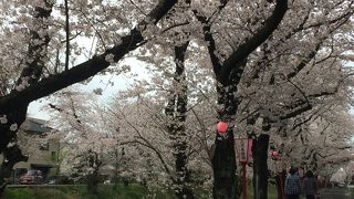 岡崎公園からてくてく歩いて、30分。伊賀川の桜並木は最高です！