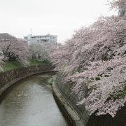 4月最初の週末、円行公園前の引地川緑地の桜は見頃です。