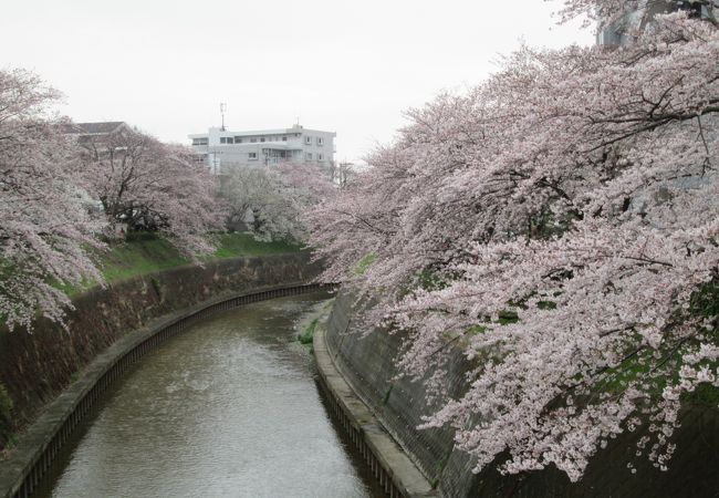4月最初の週末、円行公園前の引地川緑地の桜は見頃です。