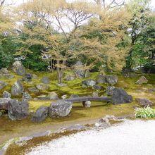 中央の木がモミジです