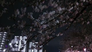 整備されて綺麗になっていました