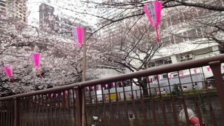 近頃、特に人気の花見場所。