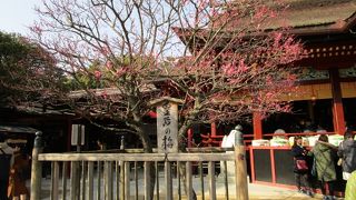 大宰府天満宮 皇后の梅 　　美しい紅梅