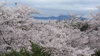桜が満開の時に花を見ることが出来ました。