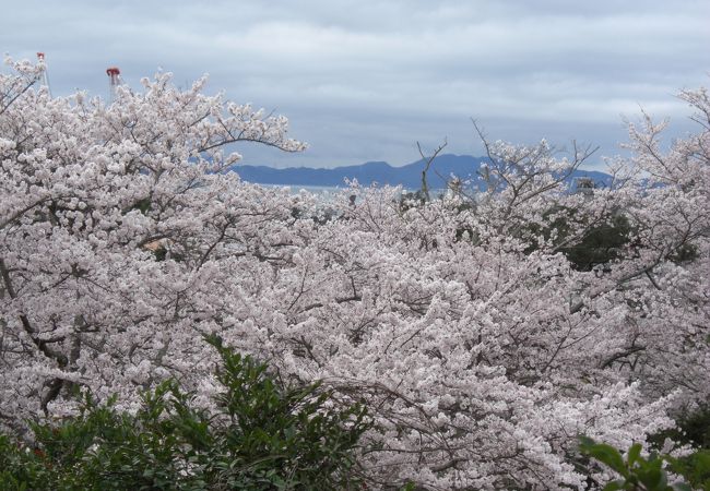 桜が満開の時に花を見ることが出来ました。