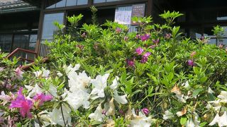 つつじの庭園が見事な旧日本家屋