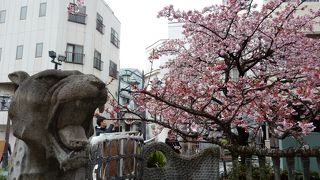 日本一早咲きの桜