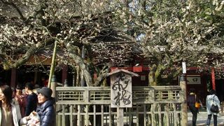 太宰府天満宮 飛梅　満開でした