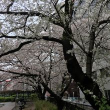 桜並木が美しいです。