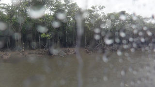 根を見てマングローブ