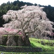 正に滝桜、里山に咲く一本桜 ♪