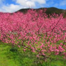 桜を引き立てる美しい桃の花