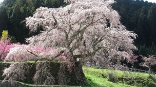 正に滝桜、里山に咲く一本桜 ♪