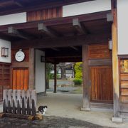 雨上がりのしだれ桜